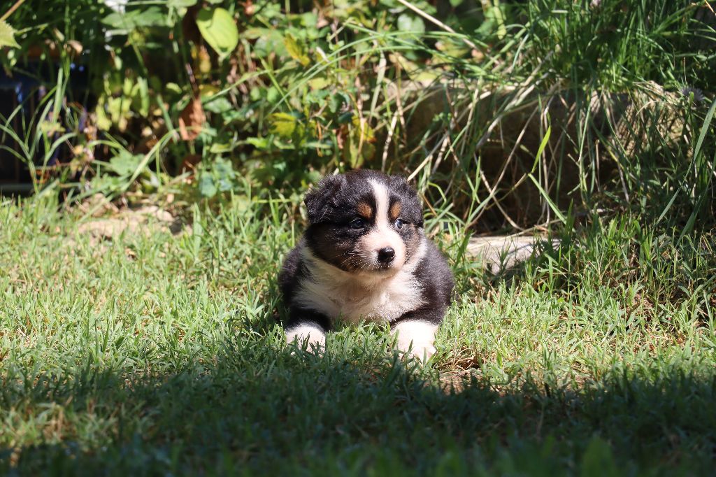 des Bergers du Soleil - Chiots disponibles - Berger Australien