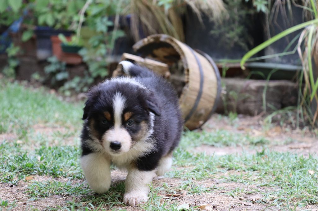 des Bergers du Soleil - Chiots disponibles - Berger Australien