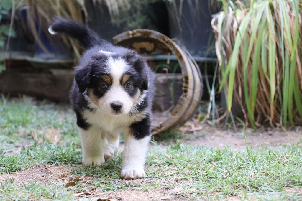 des Bergers du Soleil - Chiots disponibles - Berger Australien