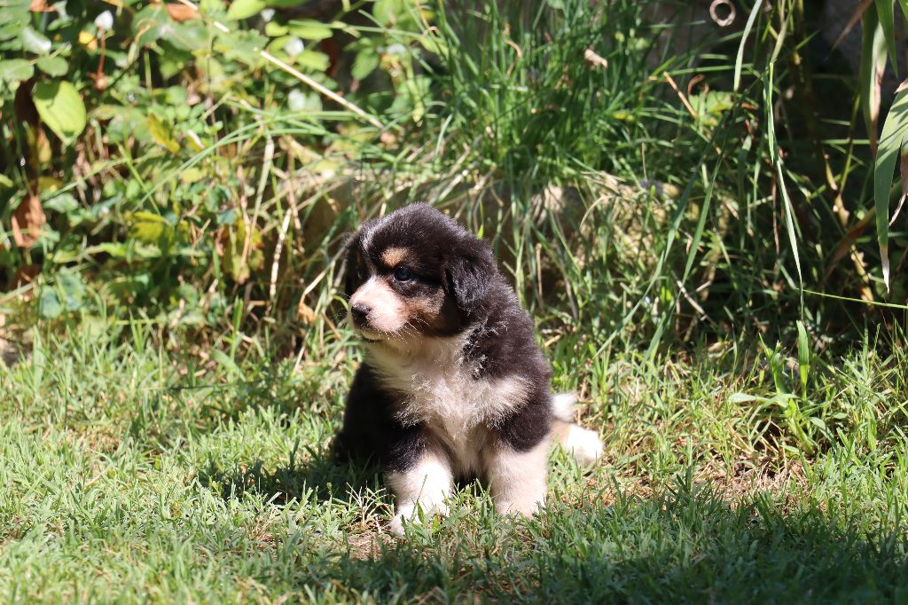 des Bergers du Soleil - Chiots disponibles - Berger Australien