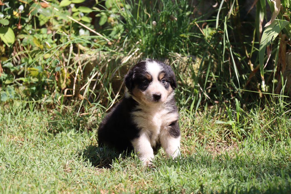 des Bergers du Soleil - Chiots disponibles - Berger Australien