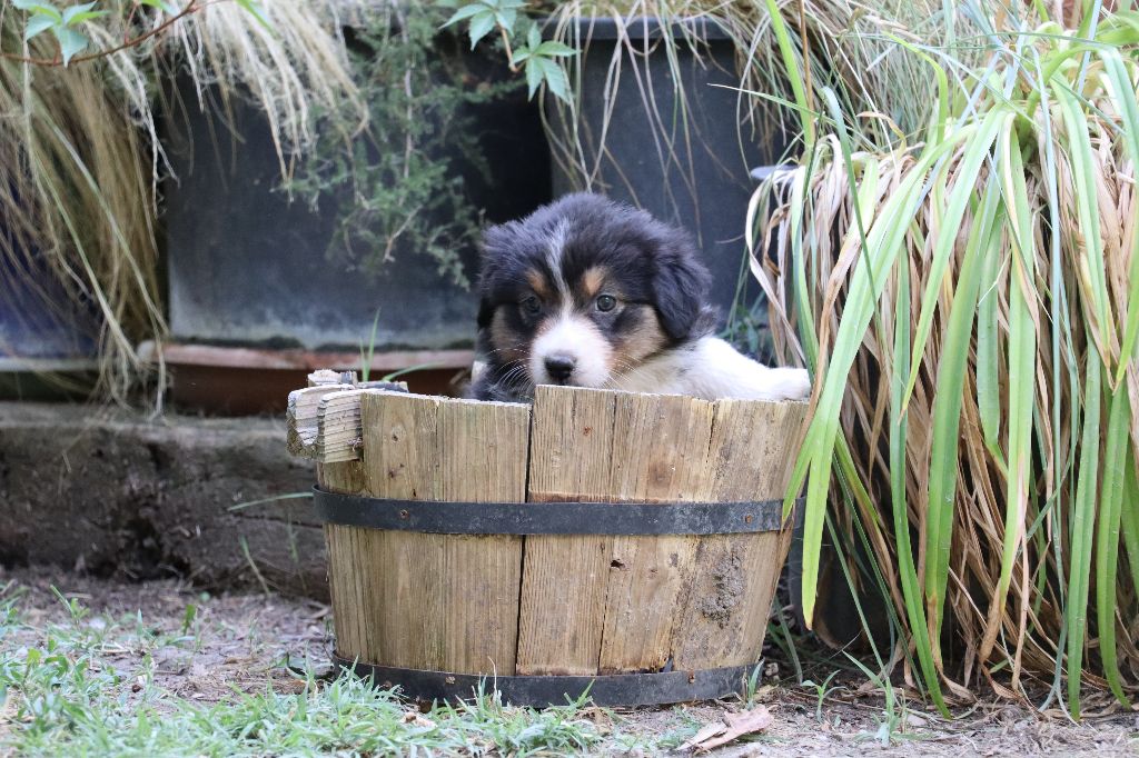 des Bergers du Soleil - Chiots disponibles - Berger Australien
